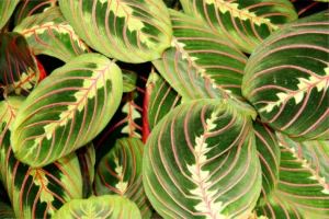 Come evitare che la Calathea ingiallisca: consigli pratici